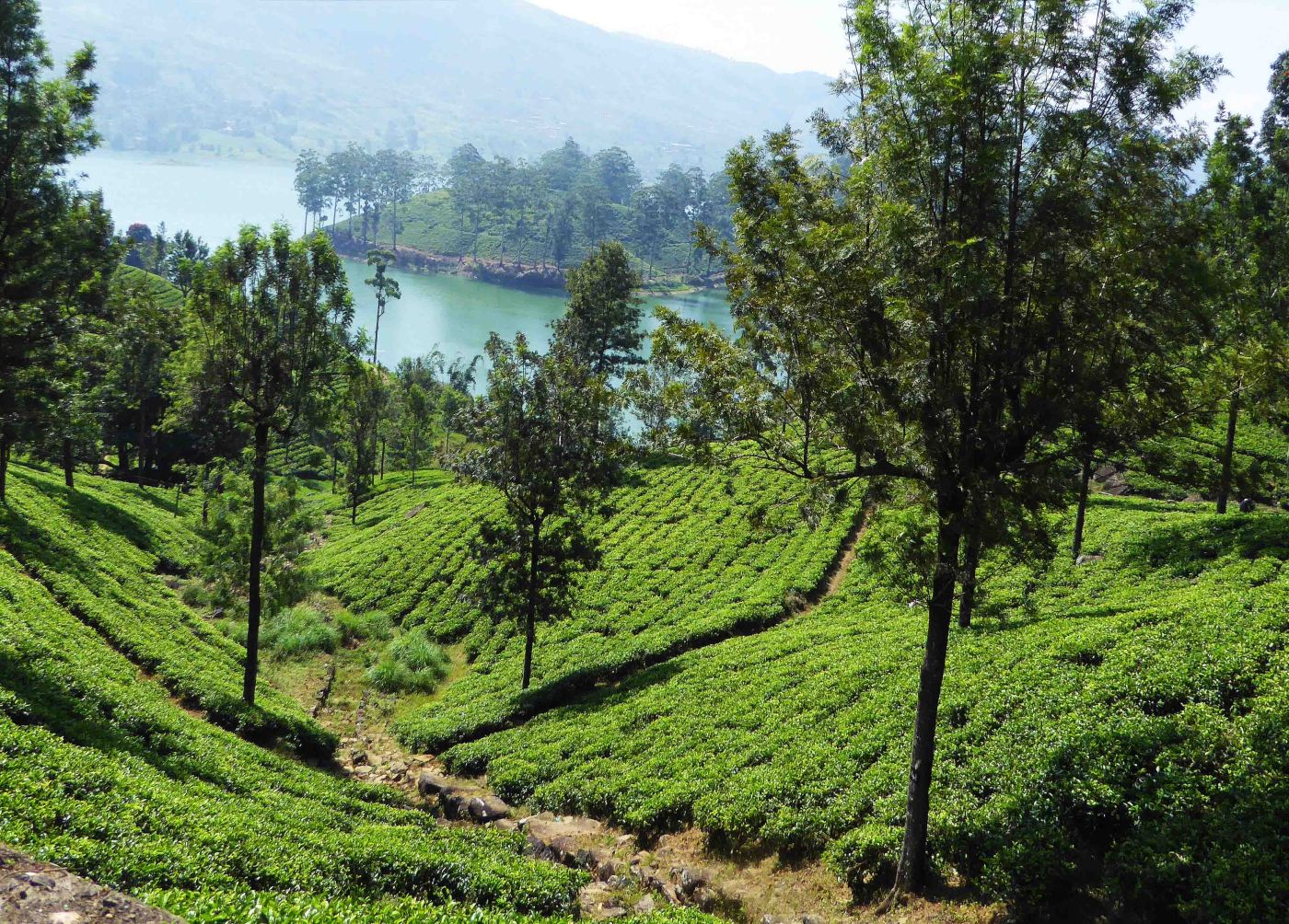 Sri Lanka tea country